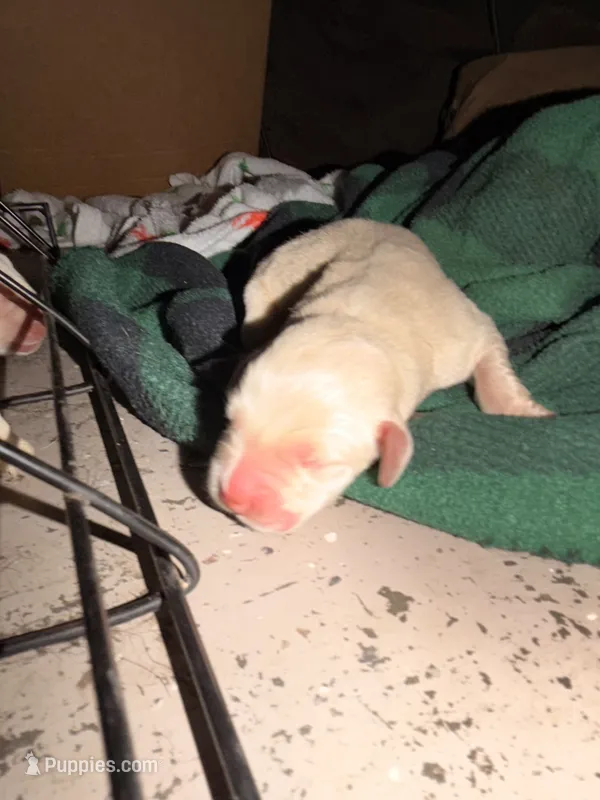 Yellow female 2  – Labrador Retriever puppy for sale in Summerville, SC