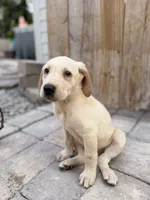 Yellow female , a female Labrador Retriever for sale in Summerville, SC – 1 of 2