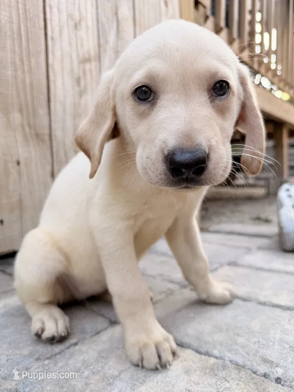 Yellow female 2  – Labrador Retriever puppy for sale in Summerville, SC