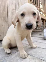 Yellow female 2 , a female Labrador Retriever for sale in Summerville, SC – 1 of 1