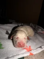 Yellow female , a female Labrador Retriever for sale in Summerville, SC – 1 of 1