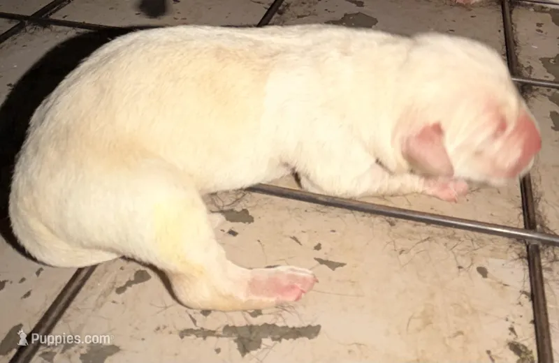 Yellow male  – Labrador Retriever puppy for sale in Summerville, SC