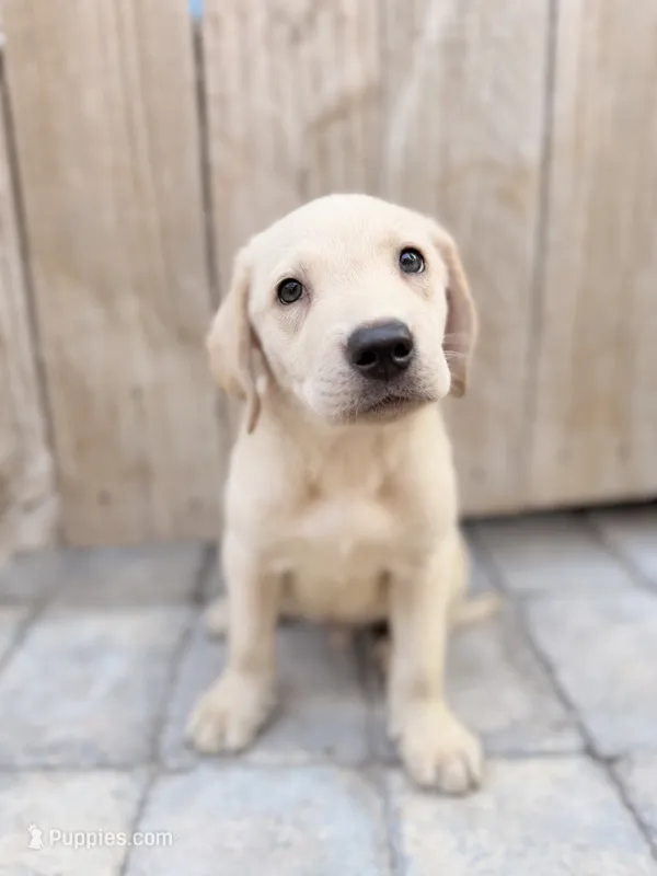 Light Yellow male  – Labrador Retriever puppy for sale in Summerville, SC