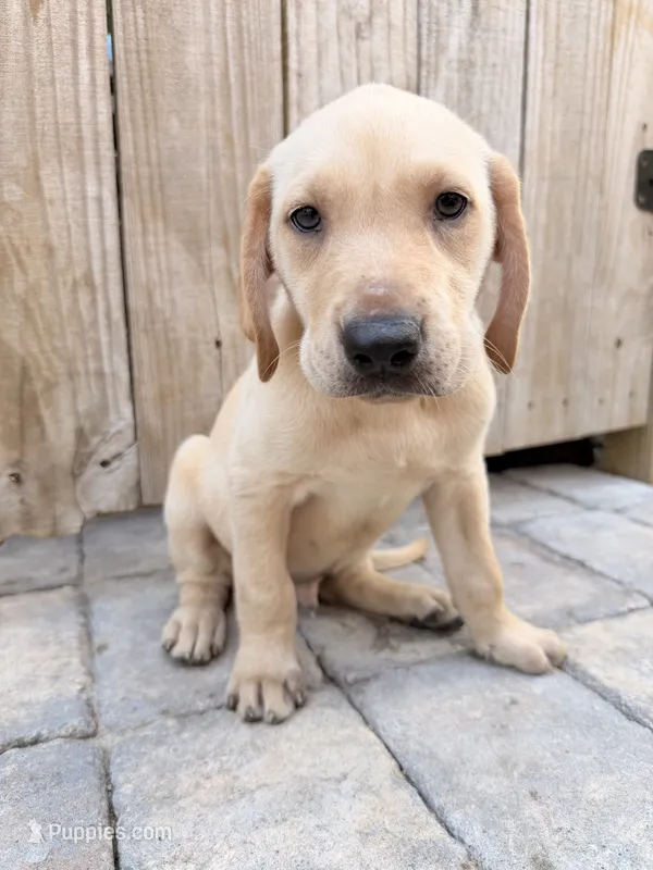 Dark yellow male  – Labrador Retriever puppy for sale in Summerville, SC