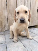 Dark yellow male , a male Labrador Retriever for sale in Summerville, SC – 1 of 1