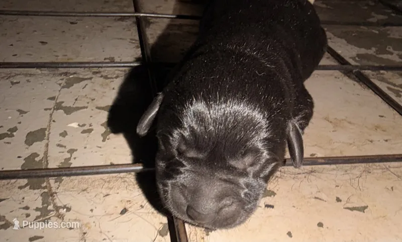 Black – Labrador Retriever puppy for sale in Summerville, SC