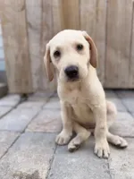 Yellow female , a female Labrador Retriever for sale in Summerville, SC – 2 of 2
