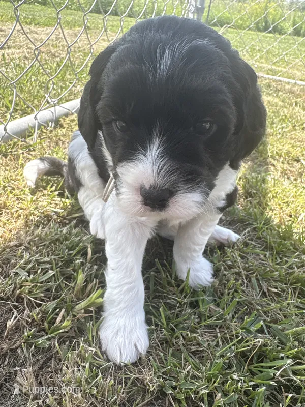 Jan – Sheepadoodle puppy for sale in Leeton, MO