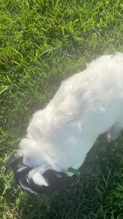 Greg , a male Sheepadoodle for sale in Leeton, MO – 4 of 10