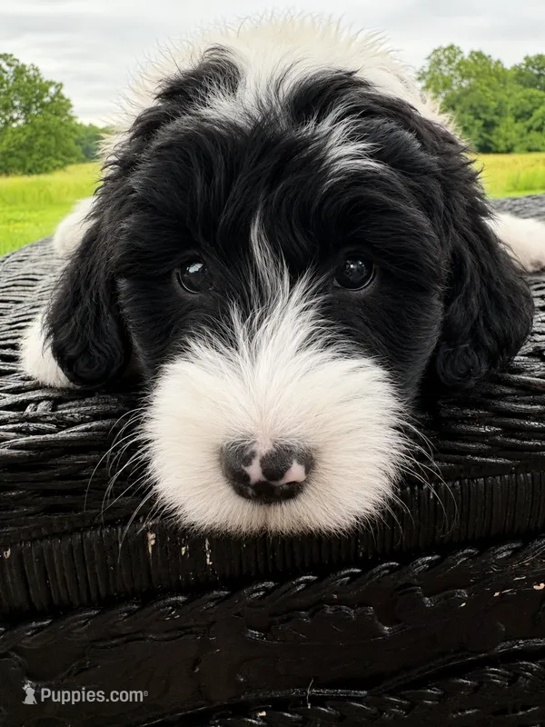 Greg  – Sheepadoodle puppy on hold in Leeton, MO