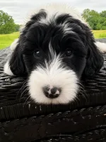 Greg , a male Sheepadoodle for sale in Leeton, MO – 1 of 10