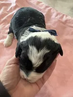 Carol, a female Sheepadoodle for sale in Leeton, MO – 1 of 2