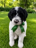 Greg , a male Sheepadoodle for sale in Leeton, MO – 5 of 10