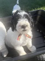 Mike, a male Sheepadoodle for sale in Leeton, MO – 3 of 9
