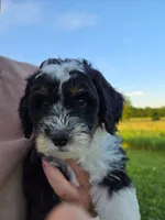 Marcia, a female Sheepadoodle for sale in Leeton, MO – 4 of 10
