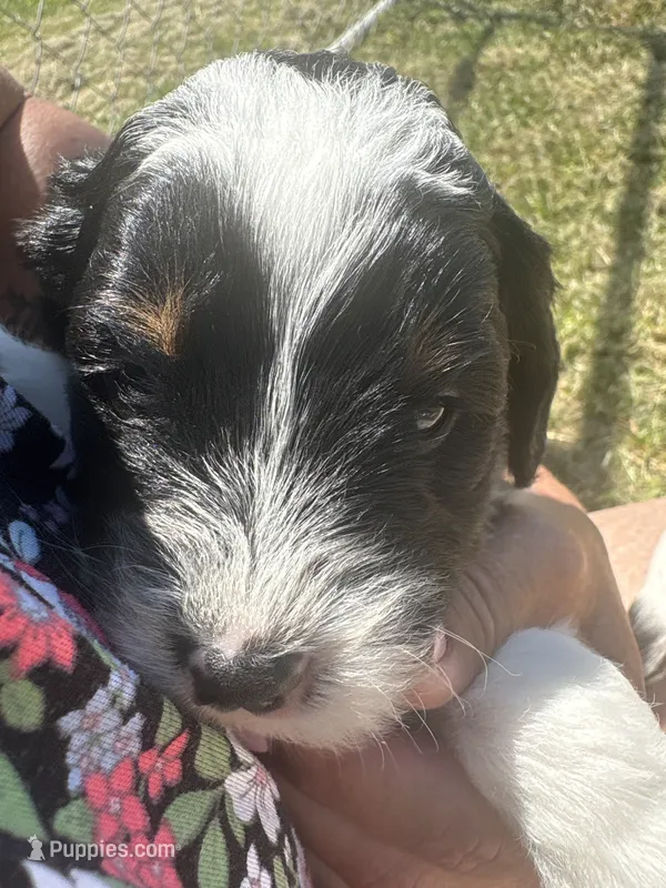 Marcia – Sheepadoodle puppy for sale in Leeton, MO