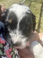 Marcia, a female Sheepadoodle for sale in Leeton, MO – 10 of 10