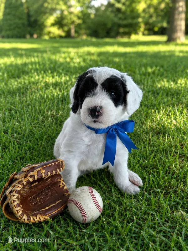 Bobby – Sheepadoodle puppy for sale in Leeton, MO