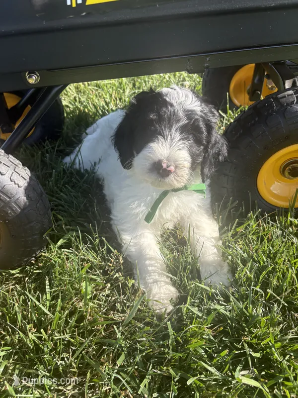 Greg  – Sheepadoodle puppy for sale in Leeton, MO
