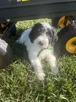 Greg , a male Sheepadoodle for sale in Leeton, MO – 3 of 10