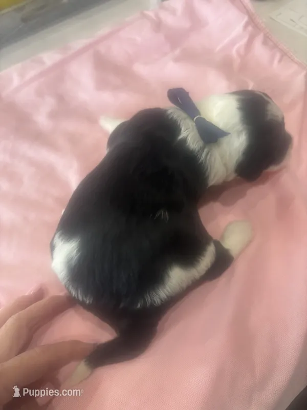 Carol – Sheepadoodle puppy on hold in Leeton, MO