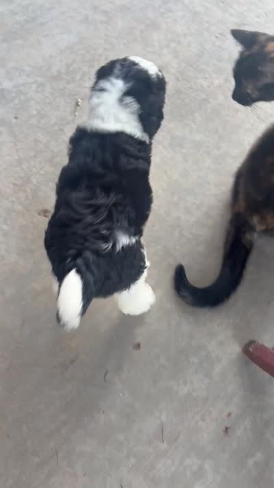 Marcia, a female Sheepadoodle for sale in Leeton, MO – 7 of 10