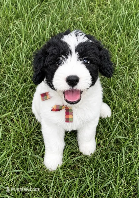 Mike – Sheepadoodle puppy for sale in Leeton, MO