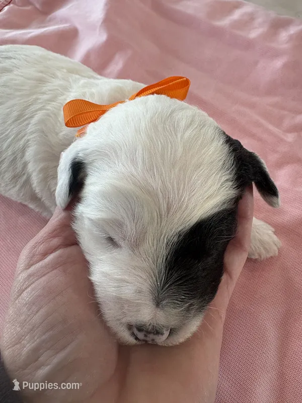 Cindy – Sheepadoodle puppy for sale in Leeton, MO