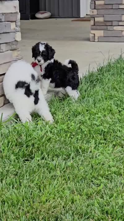 Marcia, a female Sheepadoodle for sale in Leeton, MO – 9 of 10