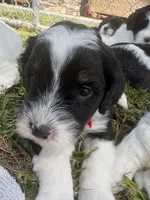 Marcia, a female Sheepadoodle for sale in Leeton, MO – 6 of 10