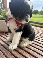 Marcia, a female Sheepadoodle for sale in Leeton, MO – 3 of 10