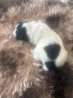 Mike, a male Sheepadoodle for sale in Leeton, MO – 2 of 2