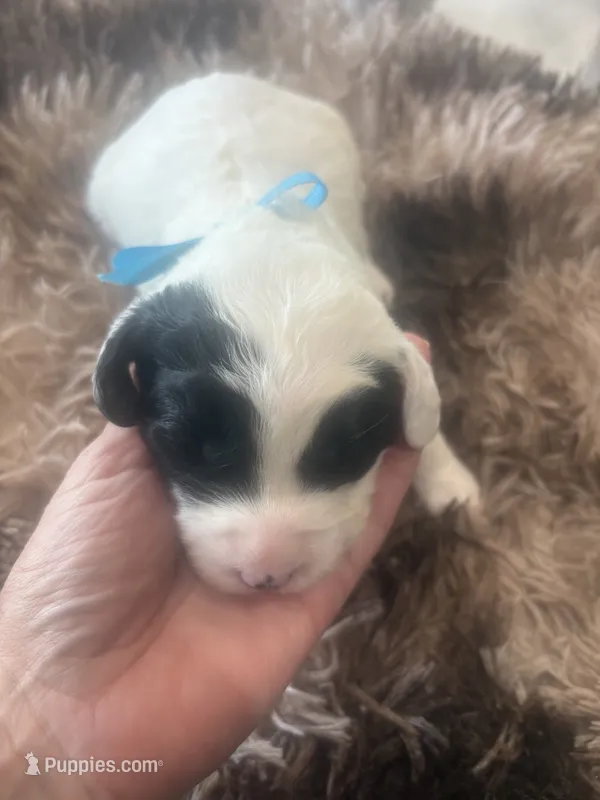 Bobby – Sheepadoodle puppy for sale in Leeton, MO