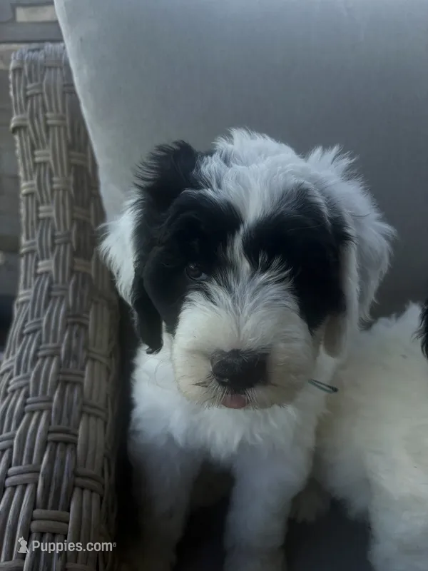 Bobby – Sheepadoodle puppy for sale in Leeton, MO