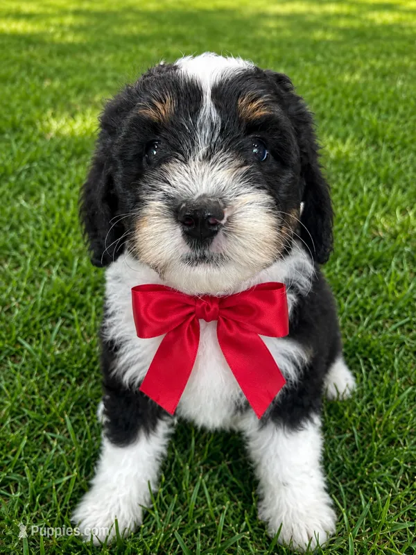 Marcia – Sheepadoodle puppy for sale in Leeton, MO