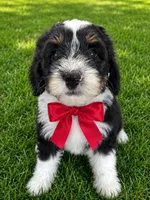Marcia, a female Sheepadoodle for sale in Leeton, MO – 5 of 10