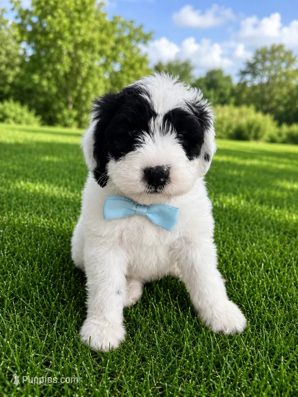 Bobby – Sheepadoodle puppy for sale in Leeton, MO
