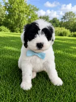 Bobby, a male Sheepadoodle for sale in Leeton, MO – 3 of 7