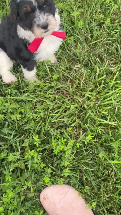 Marcia, a female Sheepadoodle for sale in Leeton, MO – 2 of 10