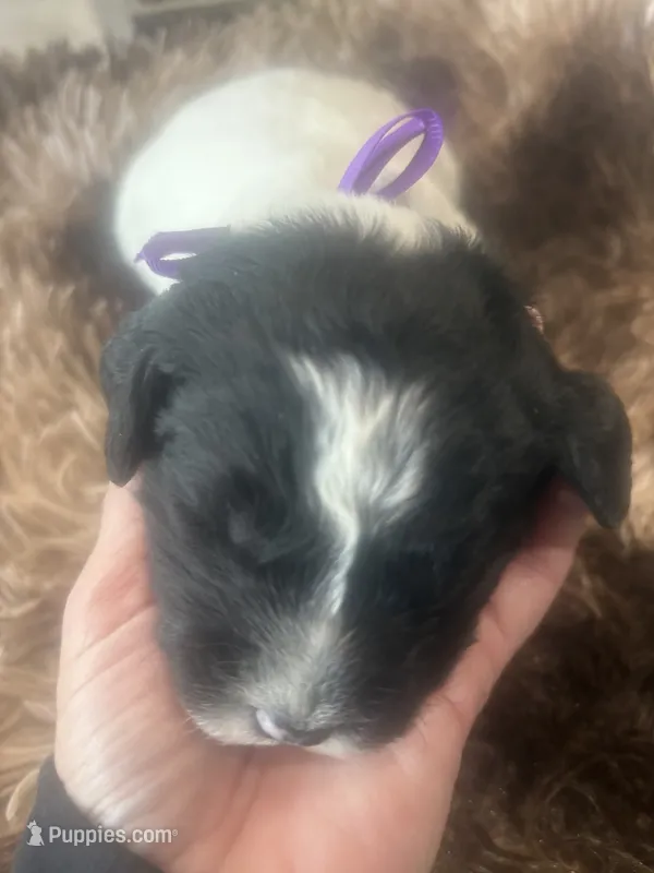 Peter – Sheepadoodle puppy for sale in Leeton, MO