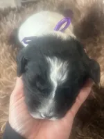 Peter, a male Sheepadoodle for sale in Leeton, MO – 1 of 2