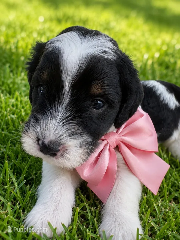Marcia – Sheepadoodle puppy for sale in Leeton, MO