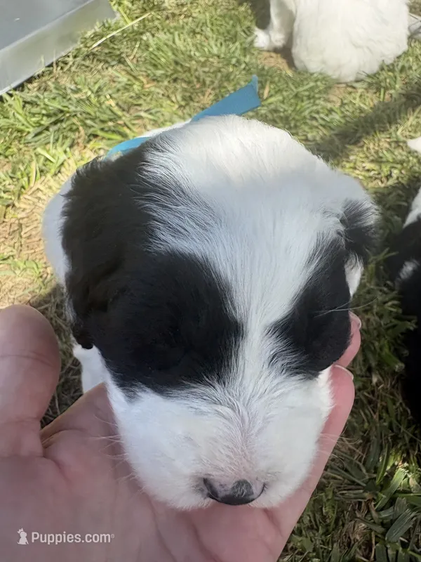 Bobby – Sheepadoodle puppy for sale in Leeton, MO
