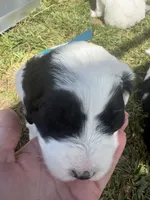 Bobby, a male Sheepadoodle for sale in Leeton, MO – 5 of 7