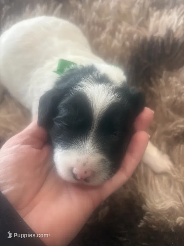Greg  – Poodle - Miniature , Sheepadoodle puppy for sale in Leeton, MO