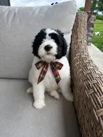 Mike, a male Sheepadoodle for sale in Leeton, MO – 7 of 9