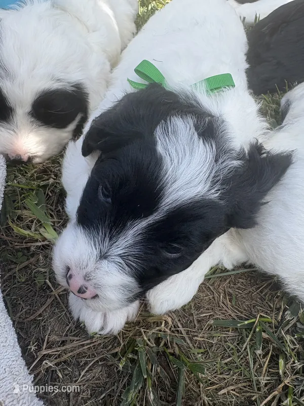 Greg  – Sheepadoodle puppy for sale in Leeton, MO