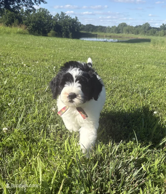 Mike – Sheepadoodle puppy for sale in Leeton, MO