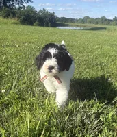 Mike, a male Sheepadoodle for sale in Leeton, MO – 2 of 9