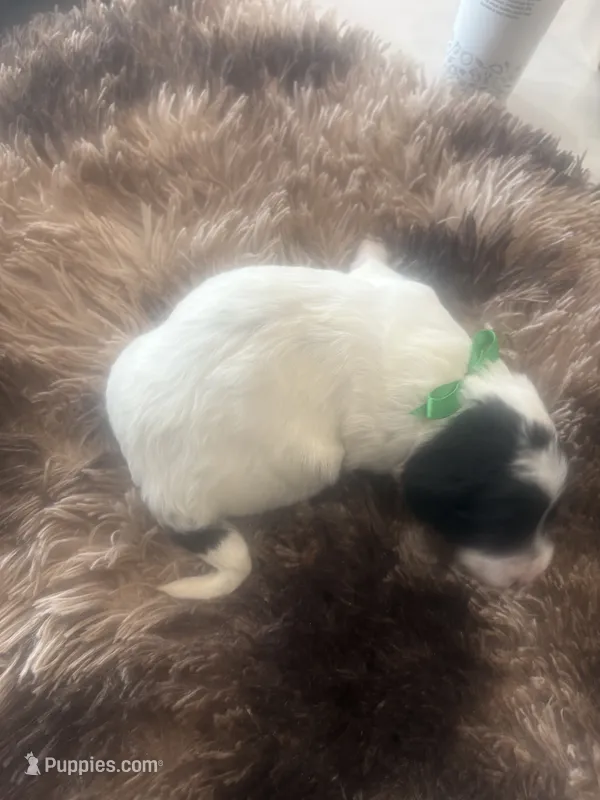 Greg  – Sheepadoodle puppy for sale in Leeton, MO